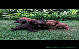 Cocker Spaniel dogs for sale: Ready to leave - Champion bred working cocker pups - Image 1