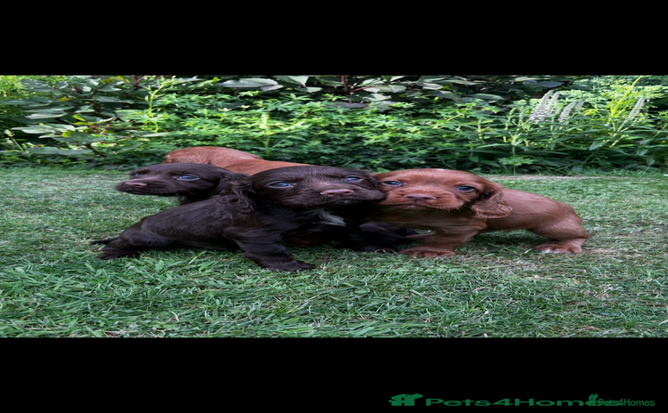 Cocker Spaniel dogs - Advert 14