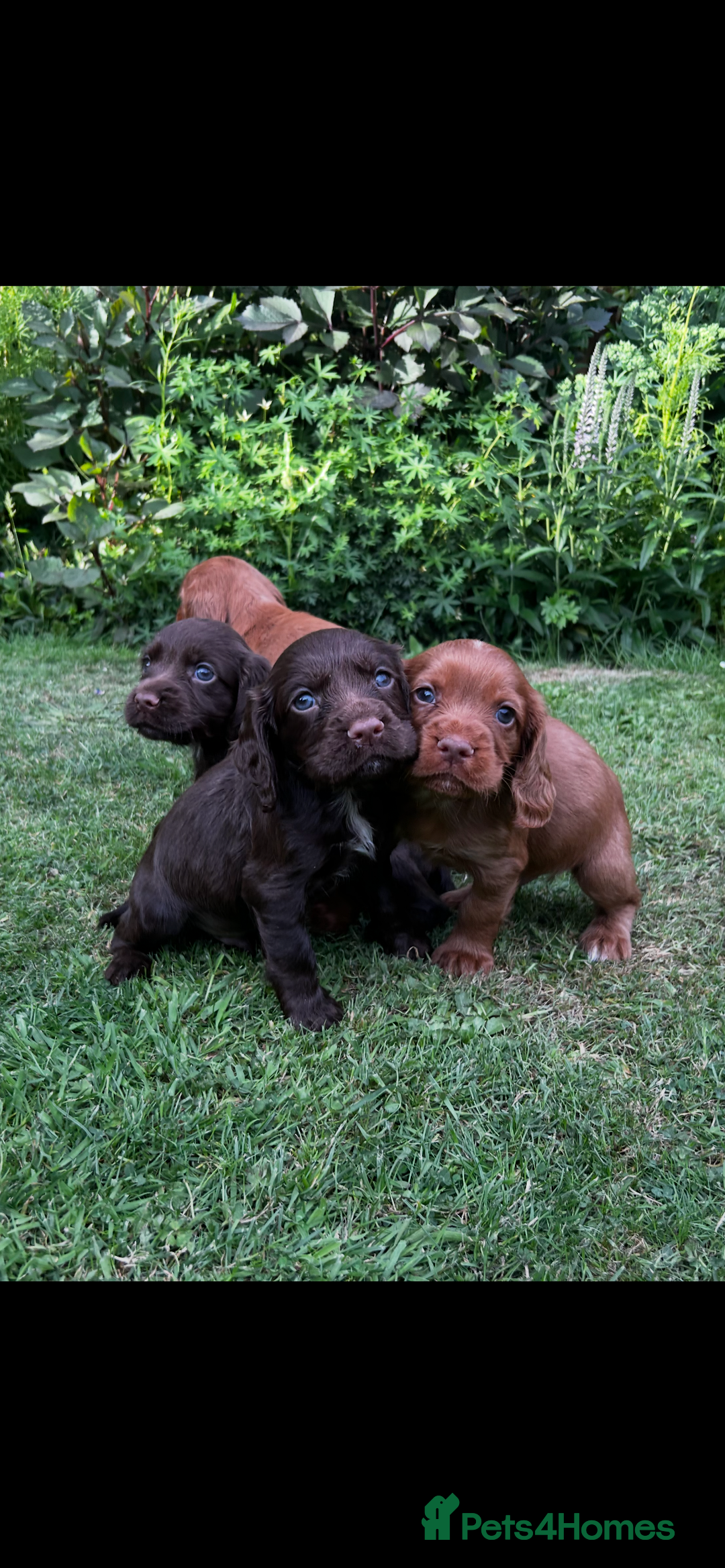 Cocker Spaniel dogs for sale: Ready to leave - Champion bred working cocker pups - Image 1