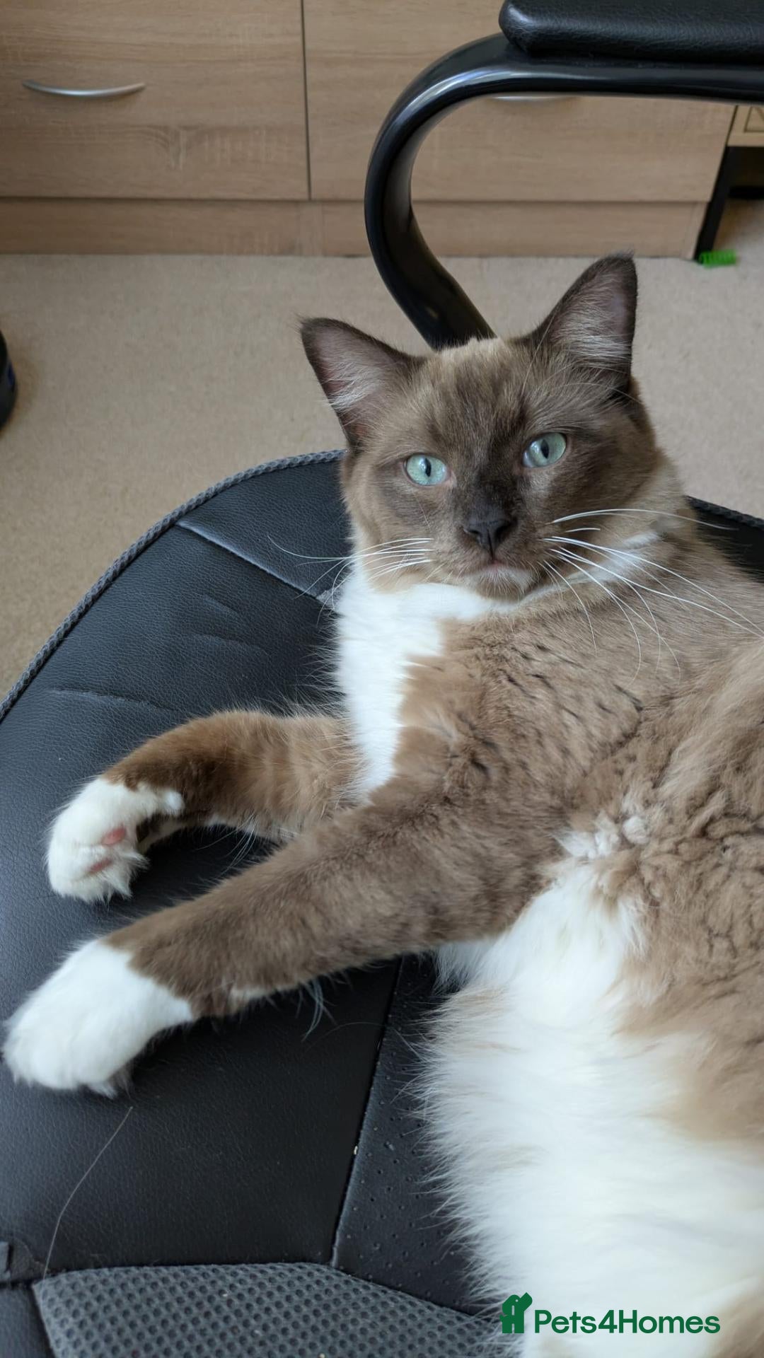Ragdoll cats Stunning Chocolate Mink Mitted Ragdoll Boy - Advert 2