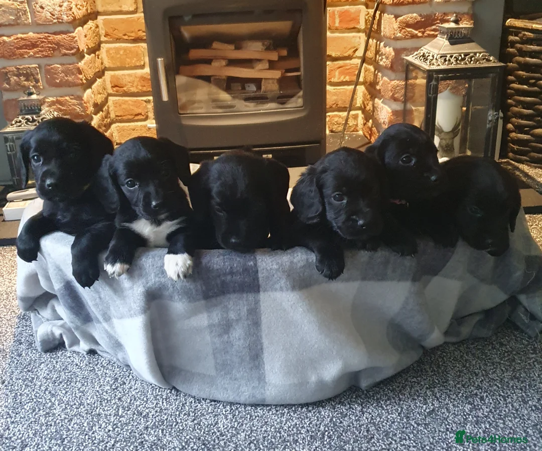 Cockerdor dogs for sale: COCKERDOR  PUPPIES - Advert 3