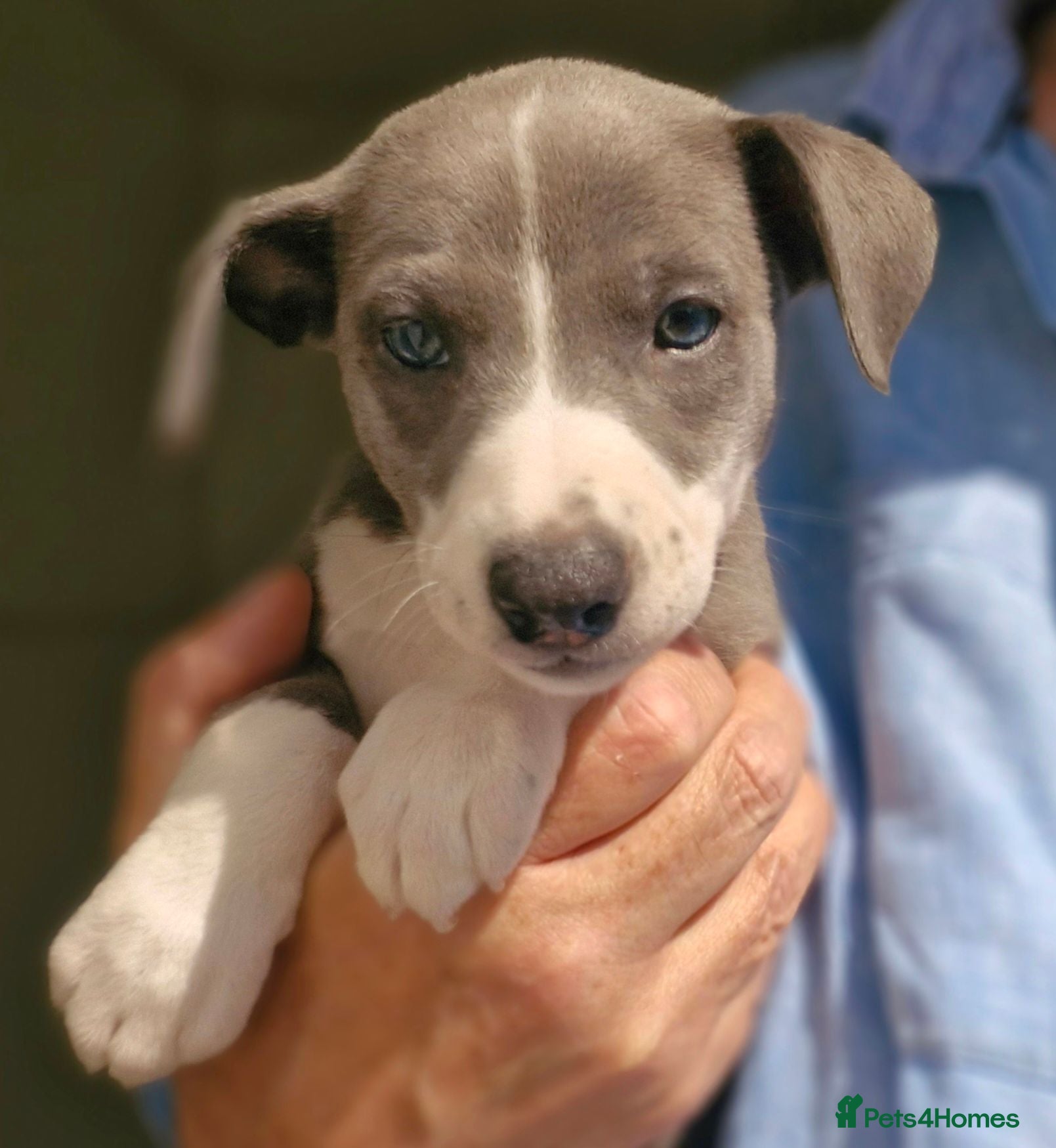 Whippet dogs KC Whippet Puppies.  - Advert 1