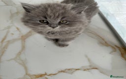 British Longhair cats for sale: British Longhair GCCF Registered  - Image 6