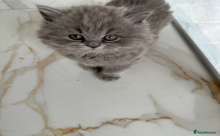British Longhair cats - Advert 11