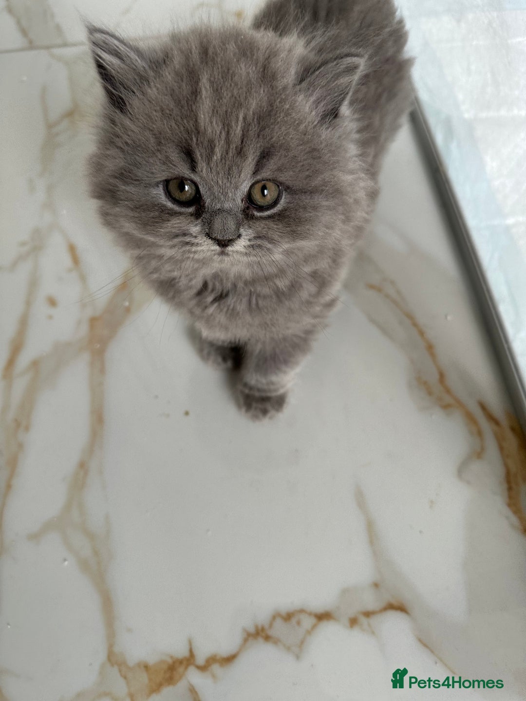 British Longhair cats for sale: British Longhair GCCF Registered  - Image 6