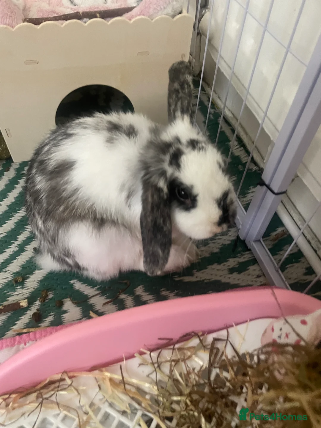English Lop rabbits for sale: English Lop (For Good Home) in Ashington - Advert 3
