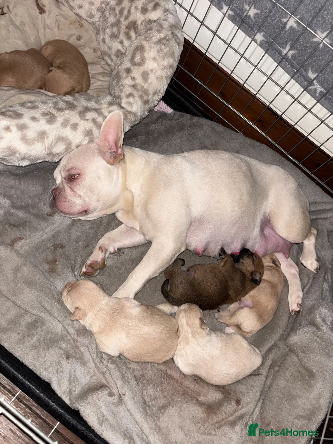 Mixed Breed dogs for sale: Floodles - Advert 3