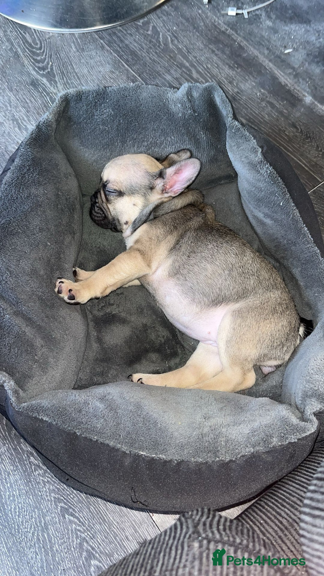 French Bulldog dogs for sale: 1 Year Old Female Frenchie - Image 3