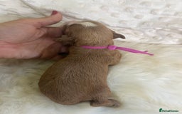 Cavapoo dogs for sale: Top Class Extensively tested F1b Toy Cavapoo pups - Image 9