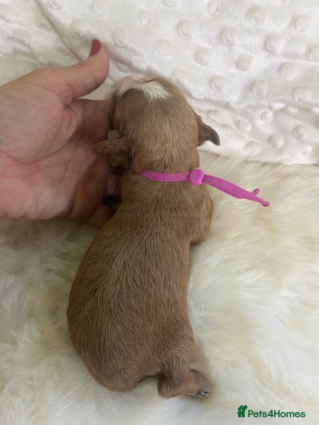 Cavapoo dogs for sale: Top Class Extensively tested F1b Toy Cavapoo pups - Image 9