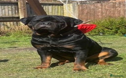 Rottweiler dogs for sale: Rottweiler puppies - Image 4