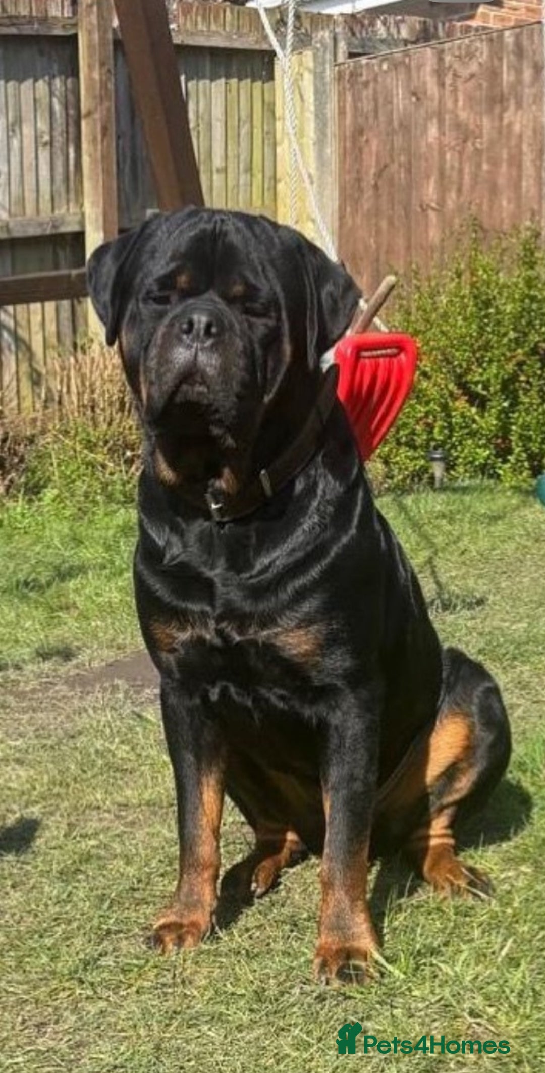 Rottweiler dogs for sale: Rottweiler puppies - Image 4