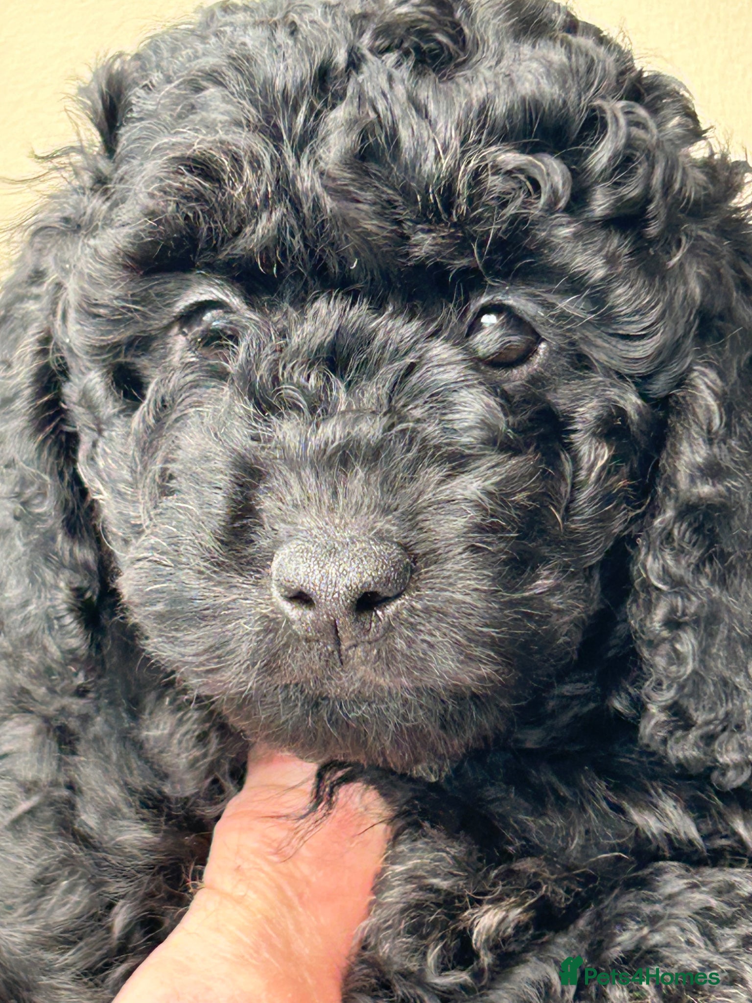 Mini Goldendoodle dogs F1b Goldendoodles.  Ready to leave 11/4/26 - Advert 1