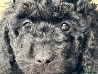 Mini Goldendoodle dogs F1b Goldendoodles. Ready to leave 11/4/26 - Advert 1