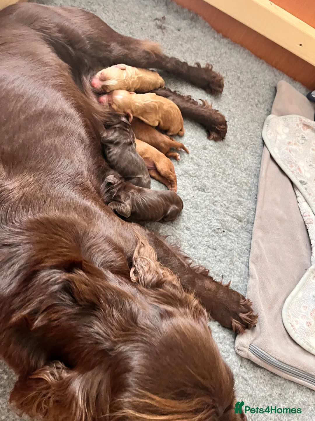 Cocker Spaniel dogs for sale: Pedigree Working Cocker Spaniels 2 boys available - Advert 1
