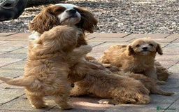 Cavapoo dogs for sale: Apricot Cavapoos - Image 19