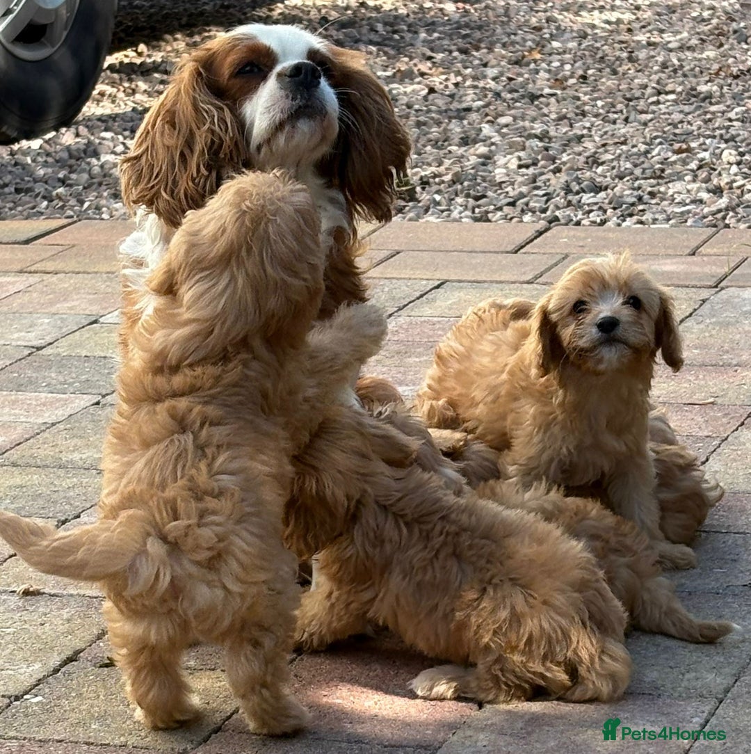 Cavapoo dogs for sale: Apricot Cavapoos - Image 19