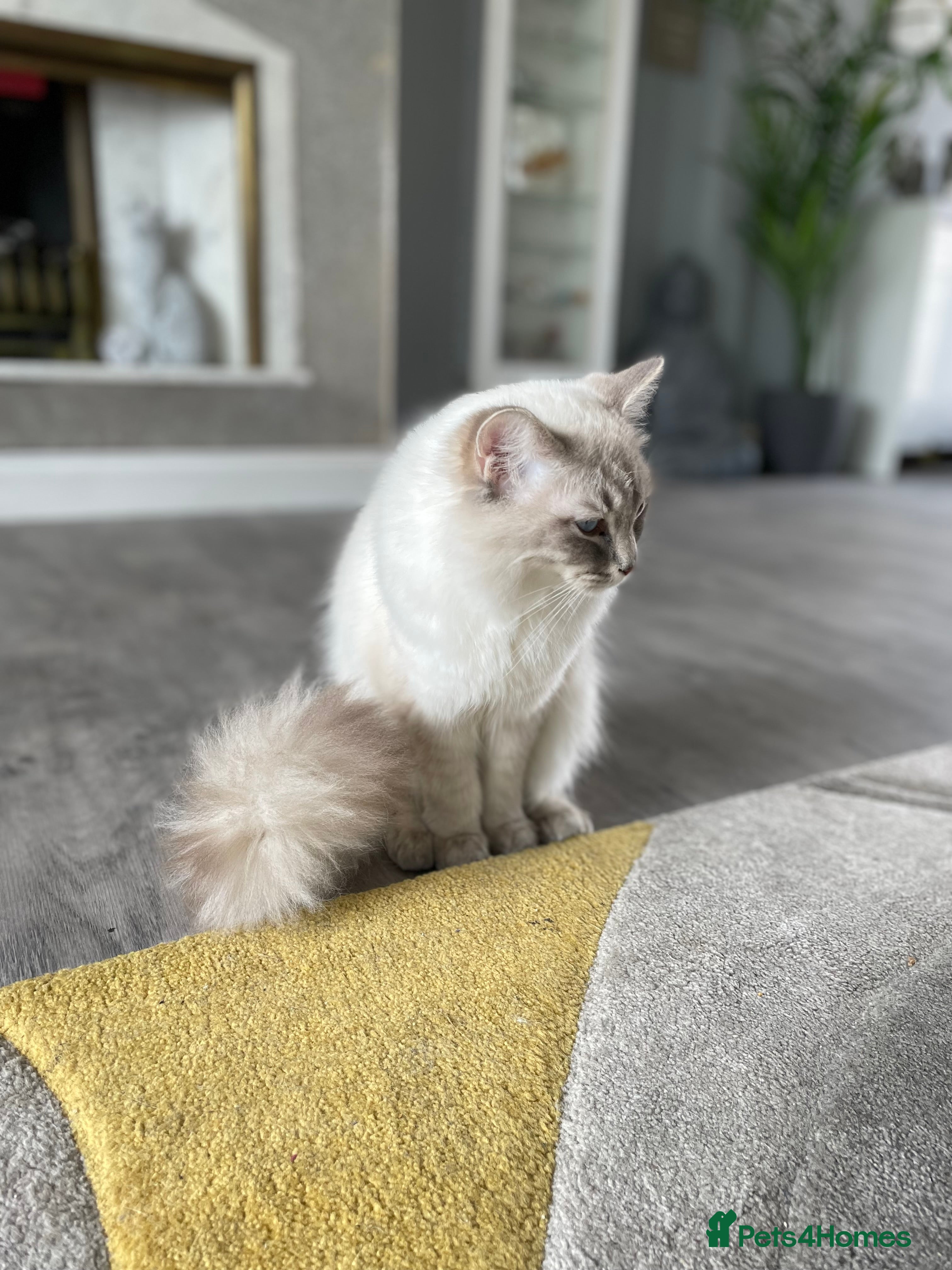 Ragdoll cats Ragdoll Dilute carrier  - Advert 14