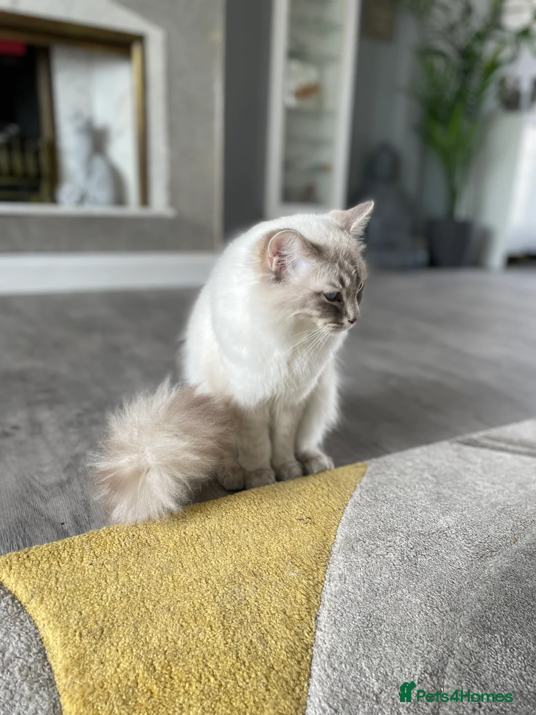 Ragdoll cats for stud: Ragdoll Dilute carrier  - Advert 1