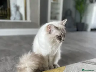 Ragdoll cats Ragdoll Dilute carrier - Advert 14