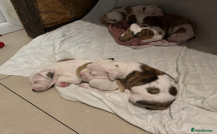 American Bulldog dogs - Advert 9