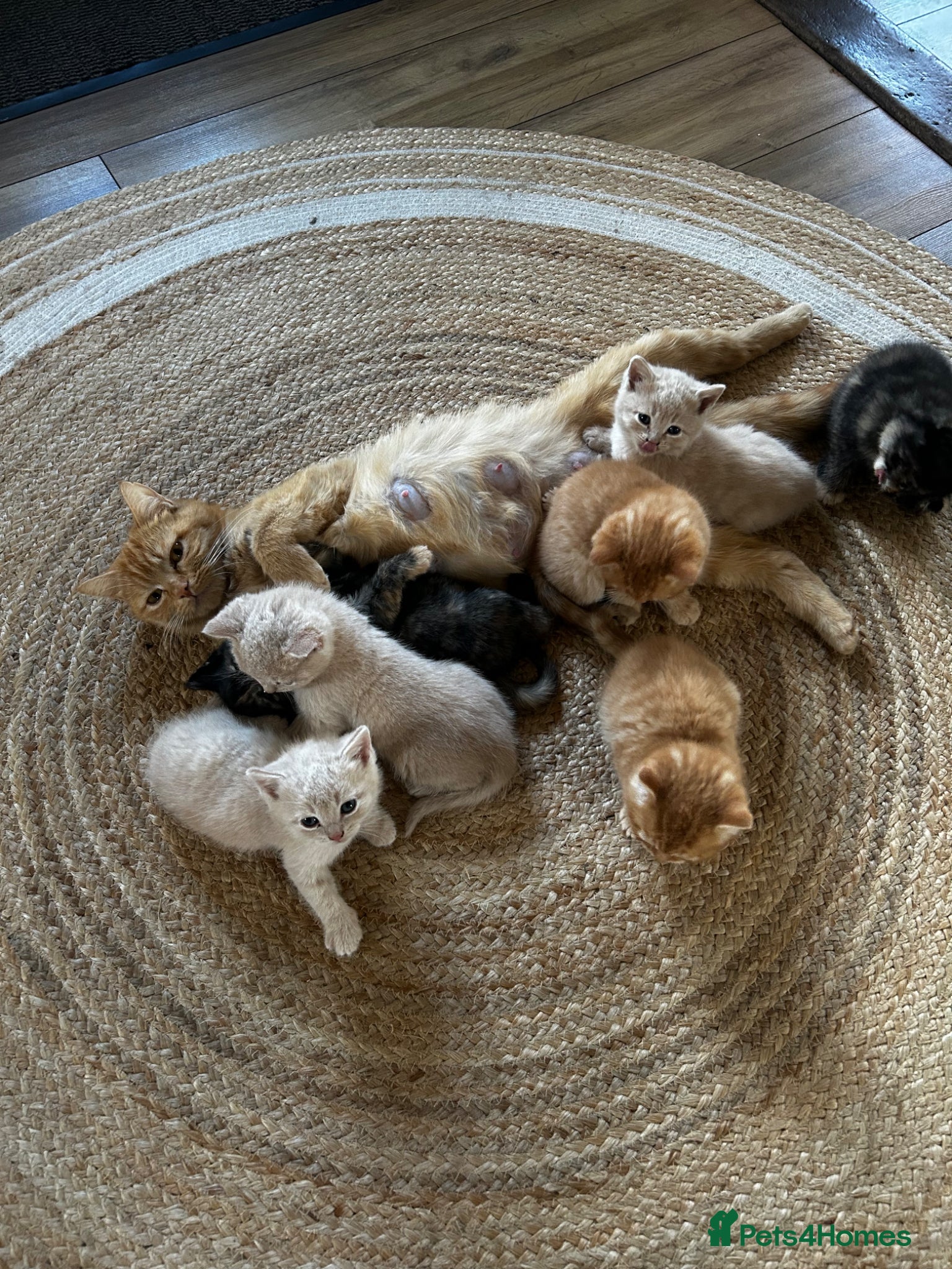 Mixed Breed cats Mixed litter of cross kittens  - Advert 3