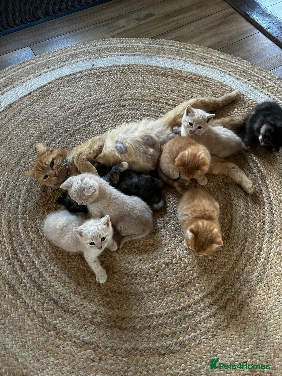 Mixed Breed cats for sale: Mixed litter of cross kittens  in Shepton Mallet - Advert 1