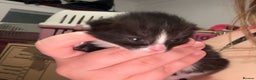 Mixed Breed cats for sale: Very social and friendly black and white kitten - Advert 3