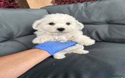 Bichon Frise dogs for sale: Bichon Frise Puppies  - Image 20