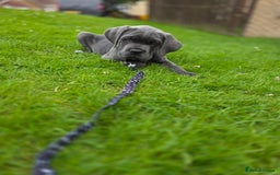 Cane Corso dogs for sale: Cane corso puppies  - Image 12