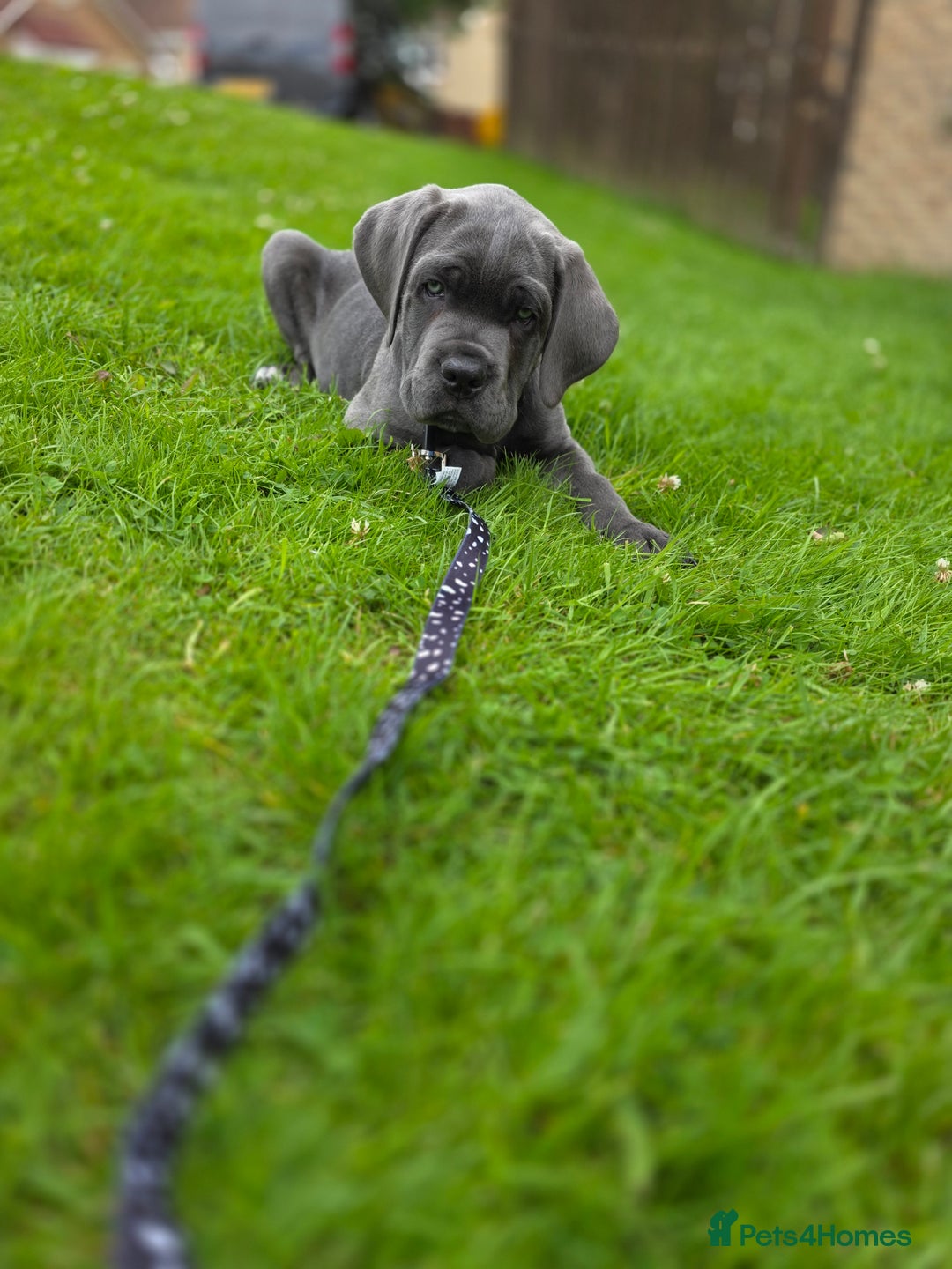 Cane Corso dogs for sale: Cane corso puppies  - Image 12