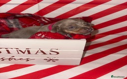 Chiweenie dogs for sale: Cheweenie - Image 22