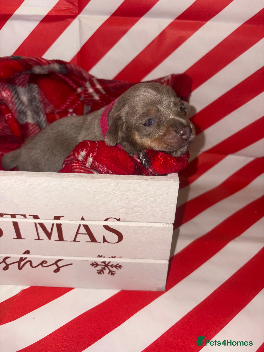 Chiweenie dogs for sale: Cheweenie - Image 22