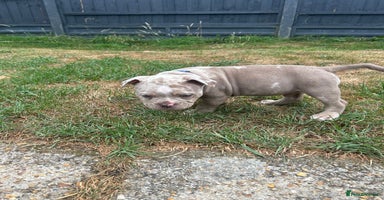 Olde English Bulldogge dogs in Southampton - Advert 6