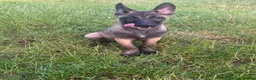 Belgian Shepherd Dog dogs for sale: Belgian malinois - Advert 5