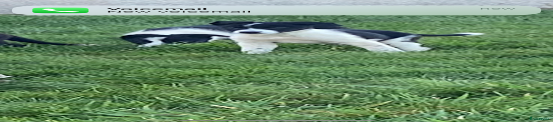 Border Collie Puppy 1