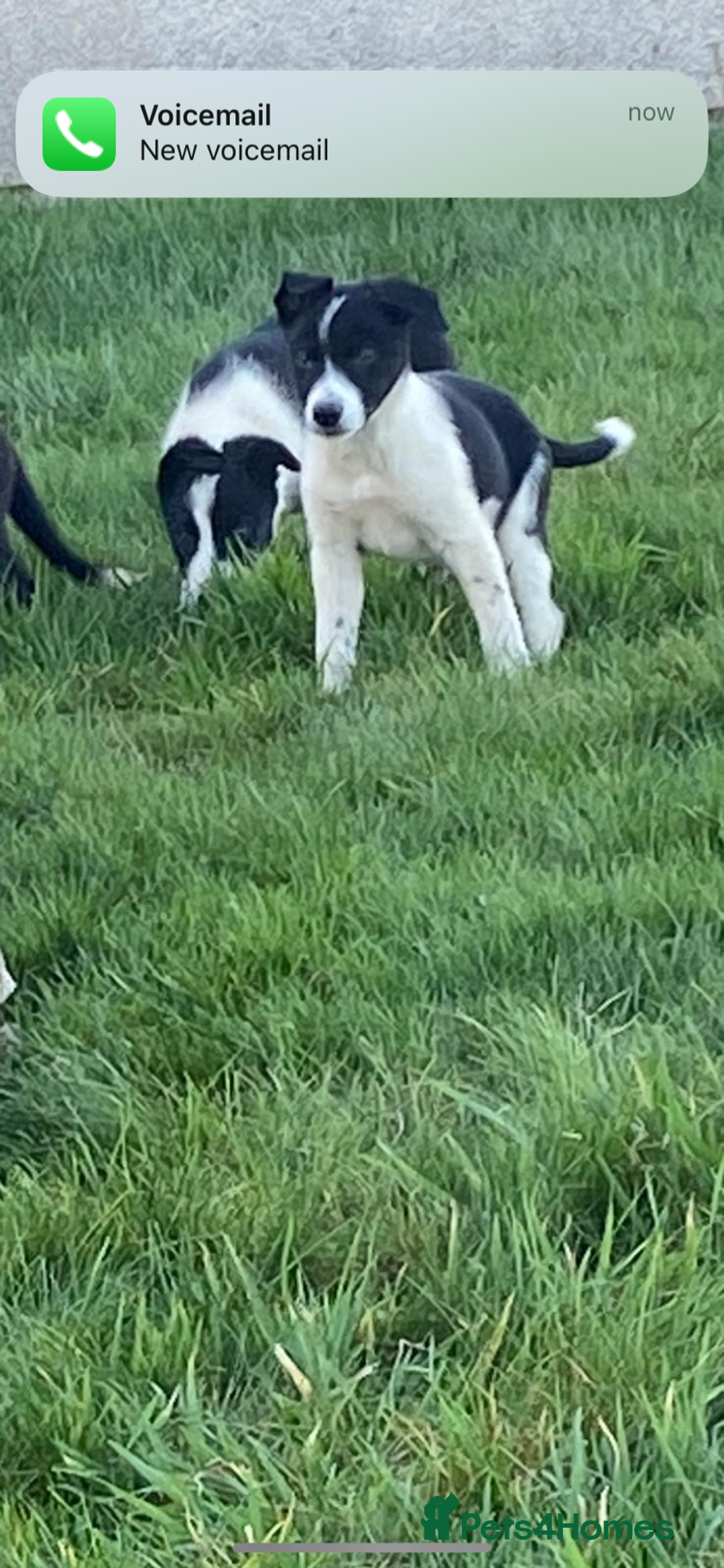 Border Collie dogs for sale: Border collie puppies  - Advert 2