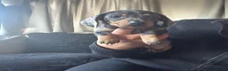 Dachshund dogs for sale: Smoothed hair dashunds  - Advert 11