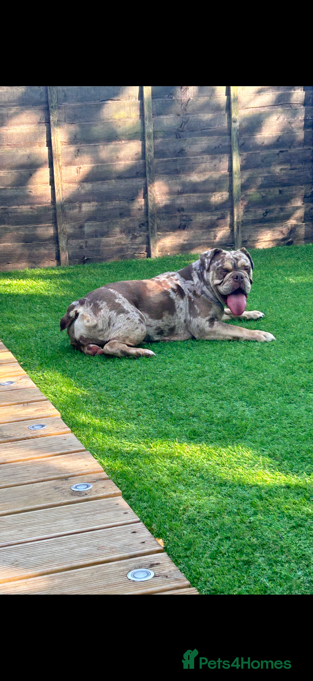 Mixed Breed dogs for sale: English bulldog Female  - Image 6
