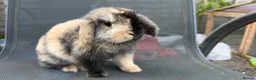 Mini Lop rabbits for sale: Pedigree Mini Lop Buck – Black Harlequin  in Wotton-under-Edge - Advert 4