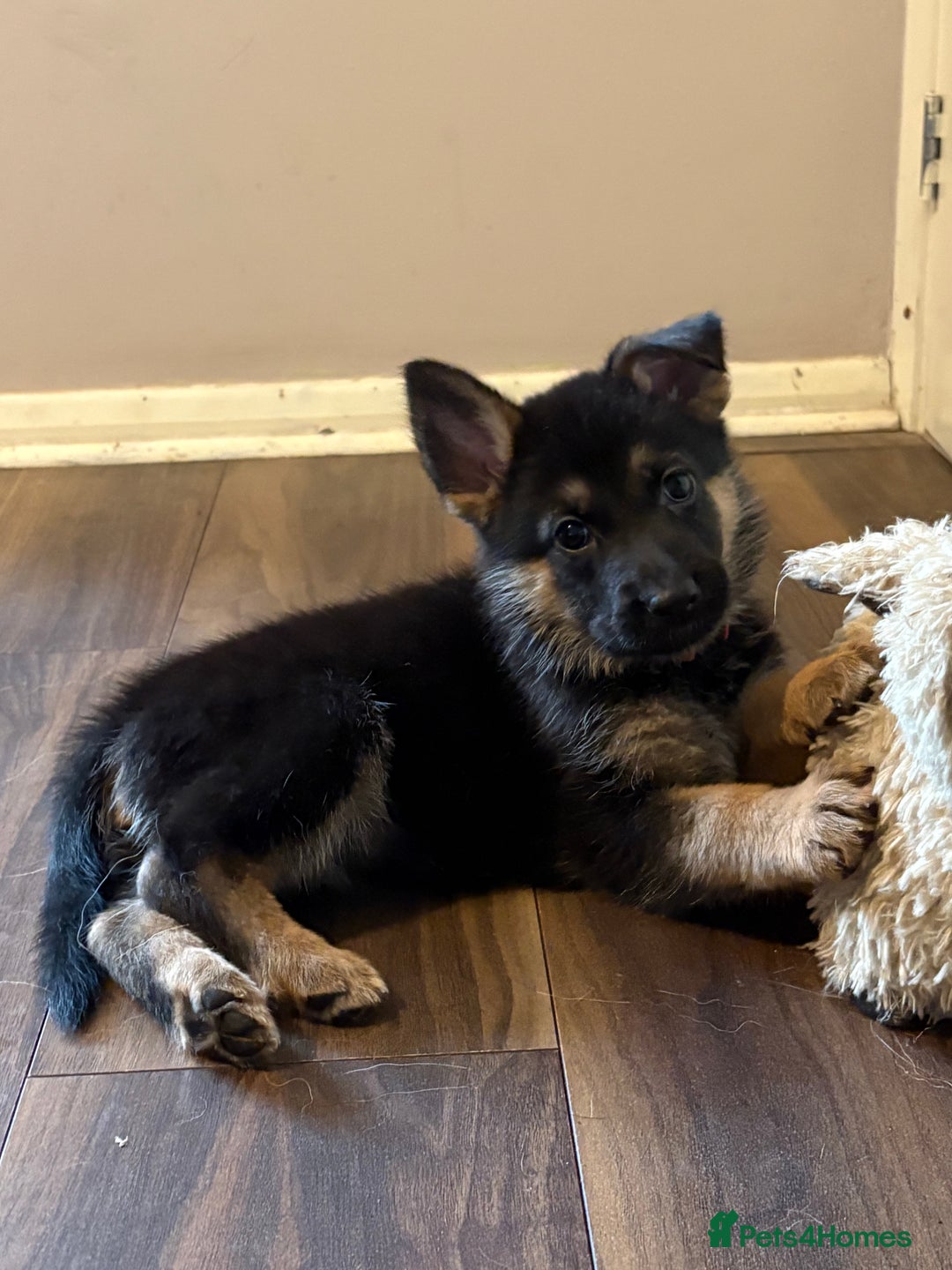 Mixed Breed dogs for sale: Belgian malinois x German Shepherd puppies  - Advert 30