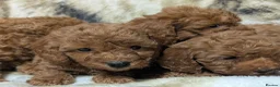 Toy Poodle dogs for sale: Stunning DNA Clear Toy Mini Poodle Puppies  - Advert 18