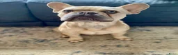 French Bulldog dogs for stud: 🐶 PEDRO– PROVEN LILAC FAWN FRENCH BULLDOG STUD 🐶 - Advert 2