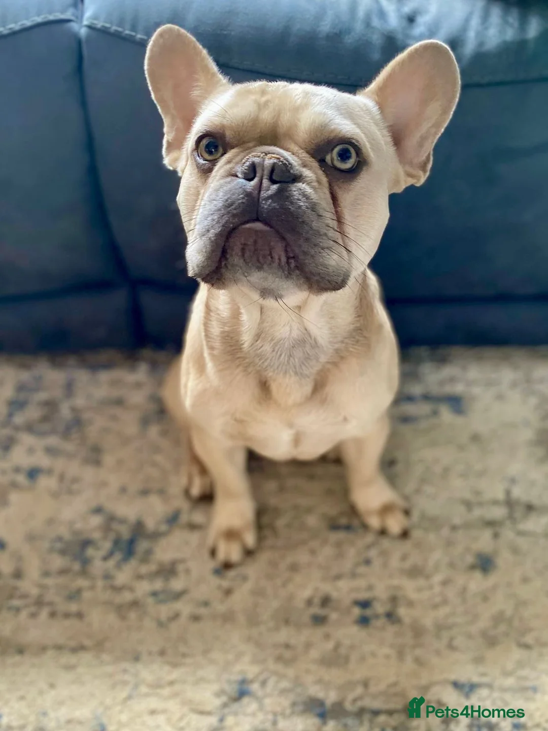 French Bulldog dogs for stud: 🐶 PEDRO– PROVEN LILAC FAWN FRENCH BULLDOG STUD 🐶 - Advert 2
