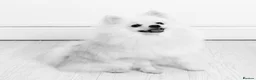 Pomeranian dogs for stud: Gorgeous white Pomeranian for stud  - Advert 18