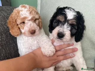 Cockapoo dogs READY - 2 BOYS left 🐶Cockapoos🐶 parents tested - Advert 17