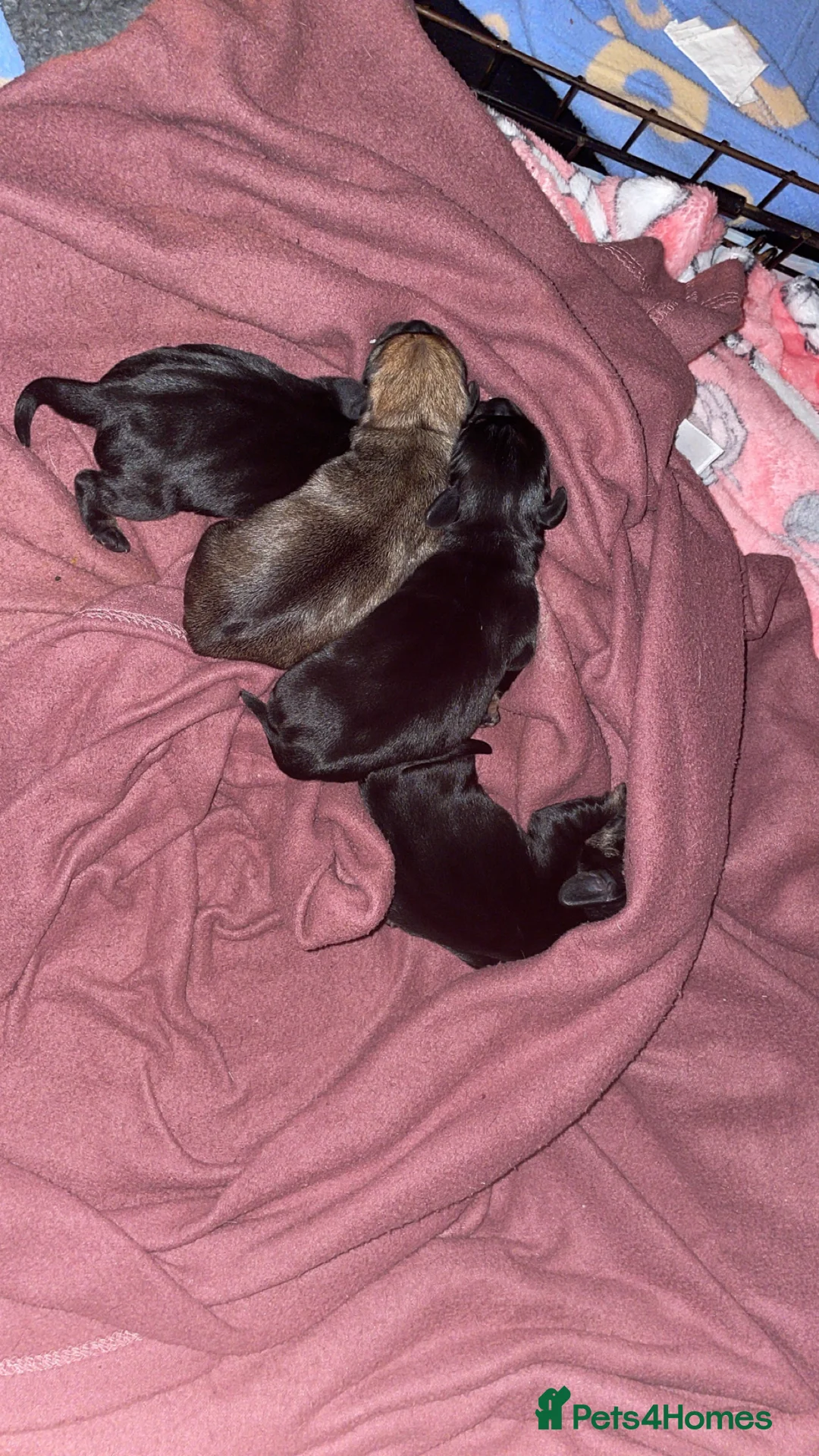 Mixed Breed dogs for sale: Beautiful litter of Daugs - Advert 4