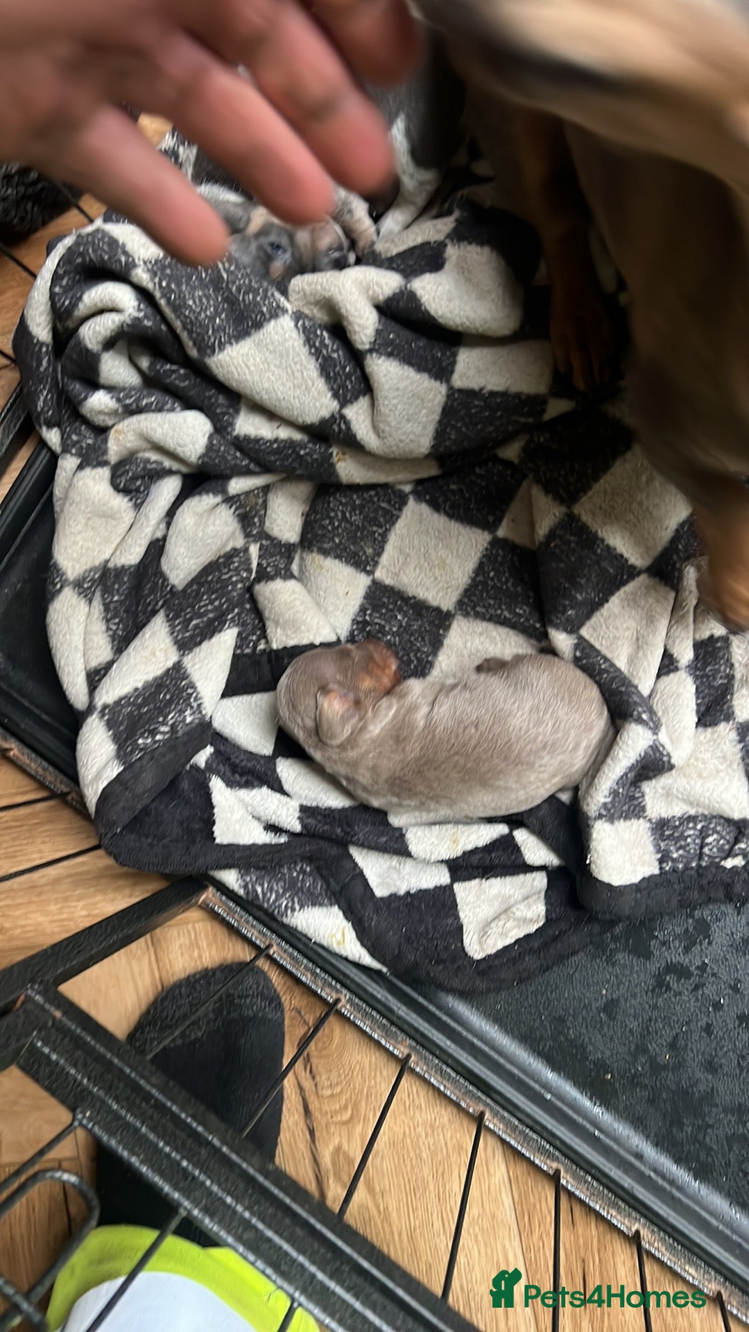 Miniature Dachshund dogs for sale: Miniature dachshund  - Image 26