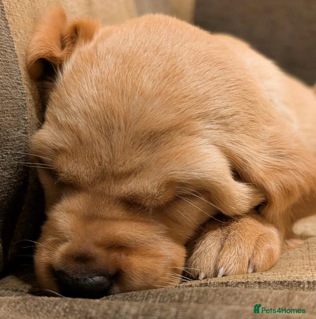 Labrador Retriever dogs for sale: RKC Fox Red Bitch Puppy ready to leave 23rd Feb - Advert 2