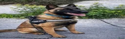 Belgian Shepherd Dog dogs for sale: Belgium Malinois - Advert 14